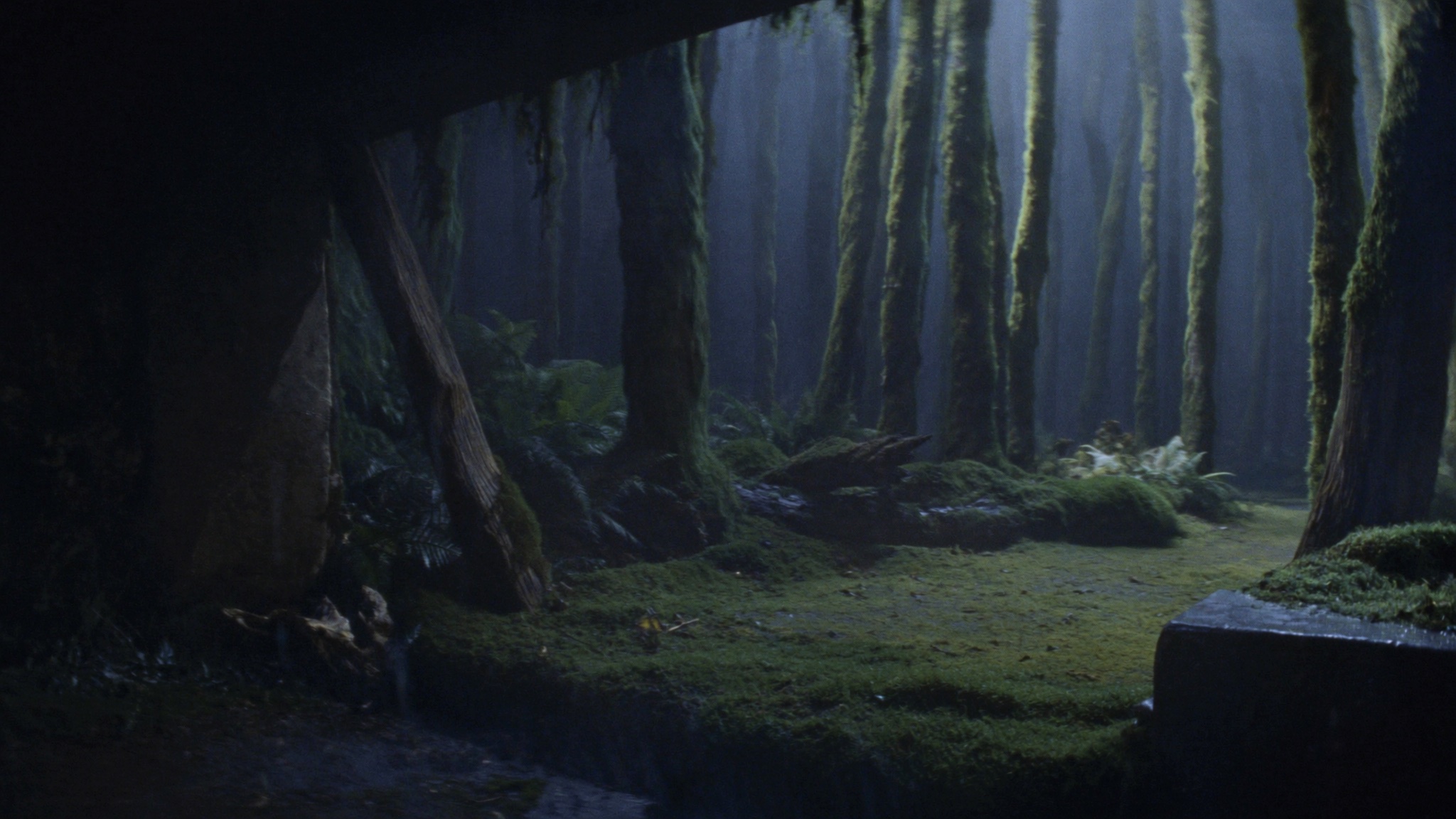 Hidden Woods