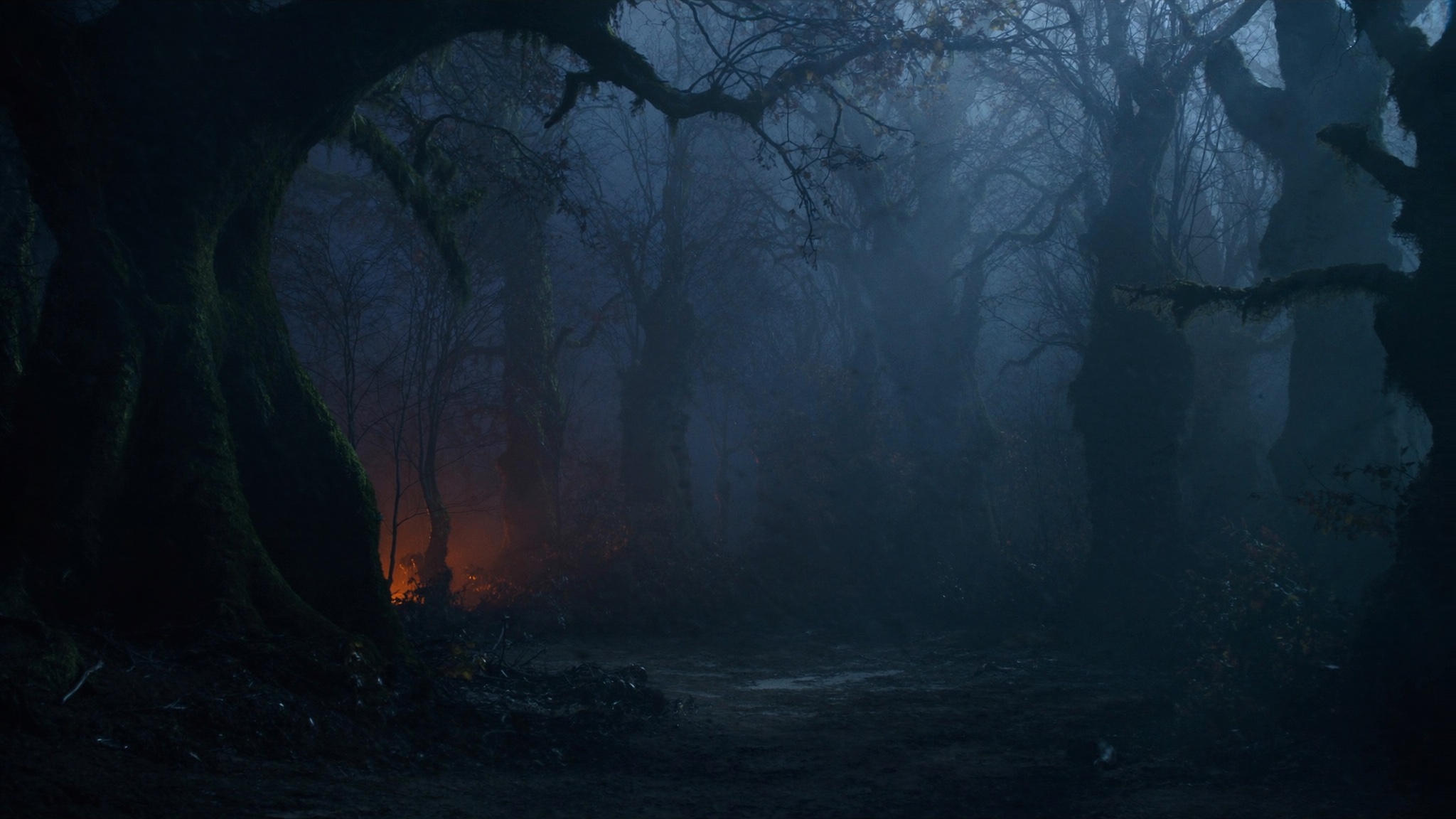 Lonely Woods