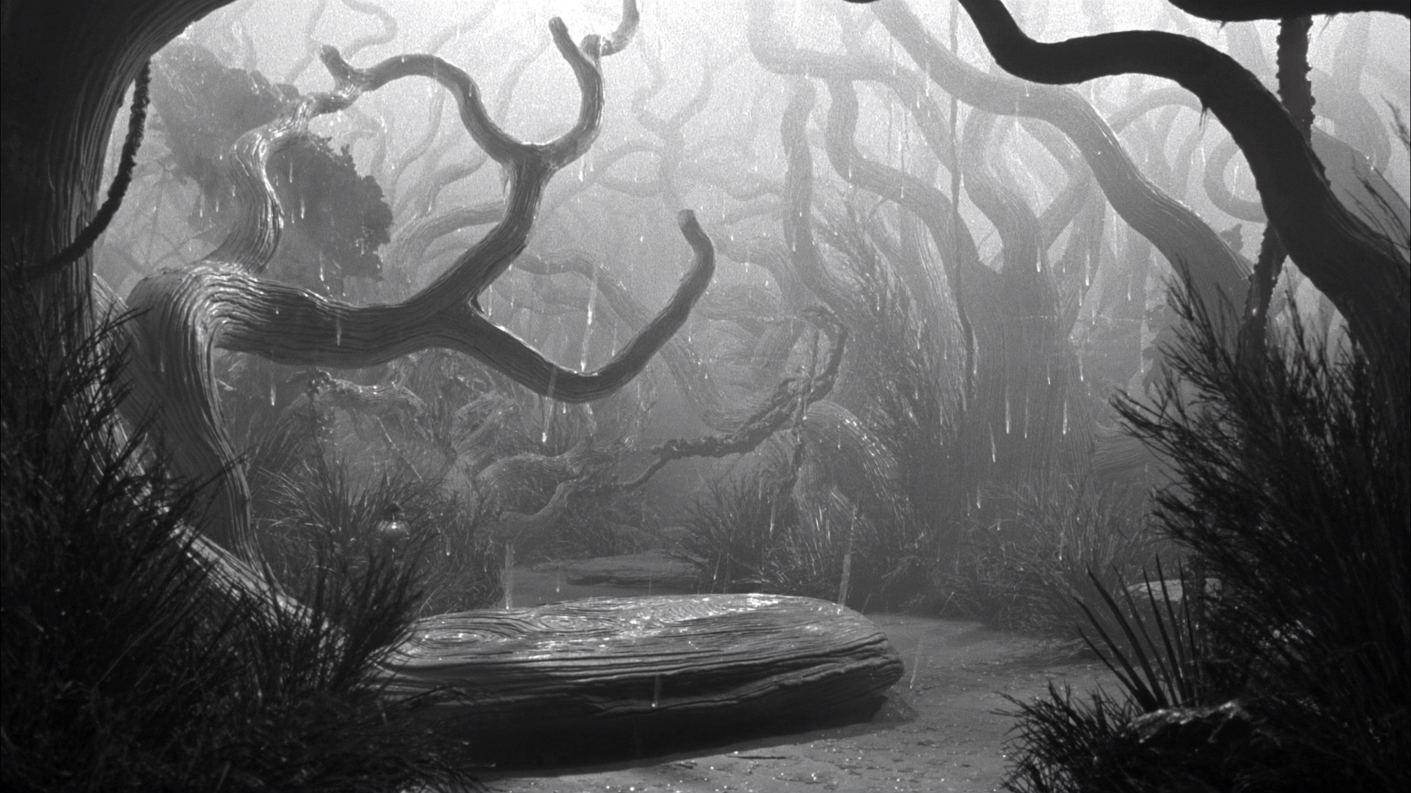Hushed Canopy