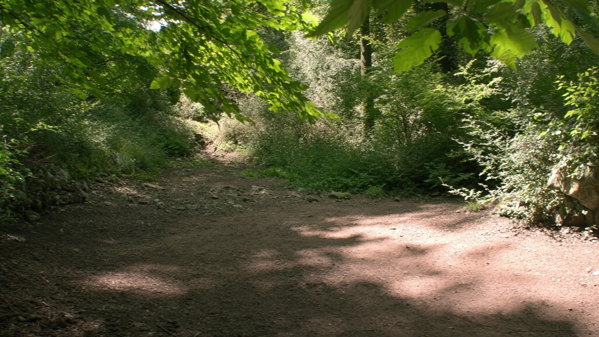 Dappled Forest Path