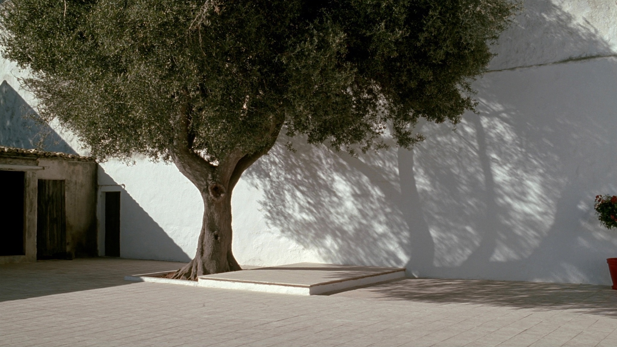 Courtyard Tree Lace
