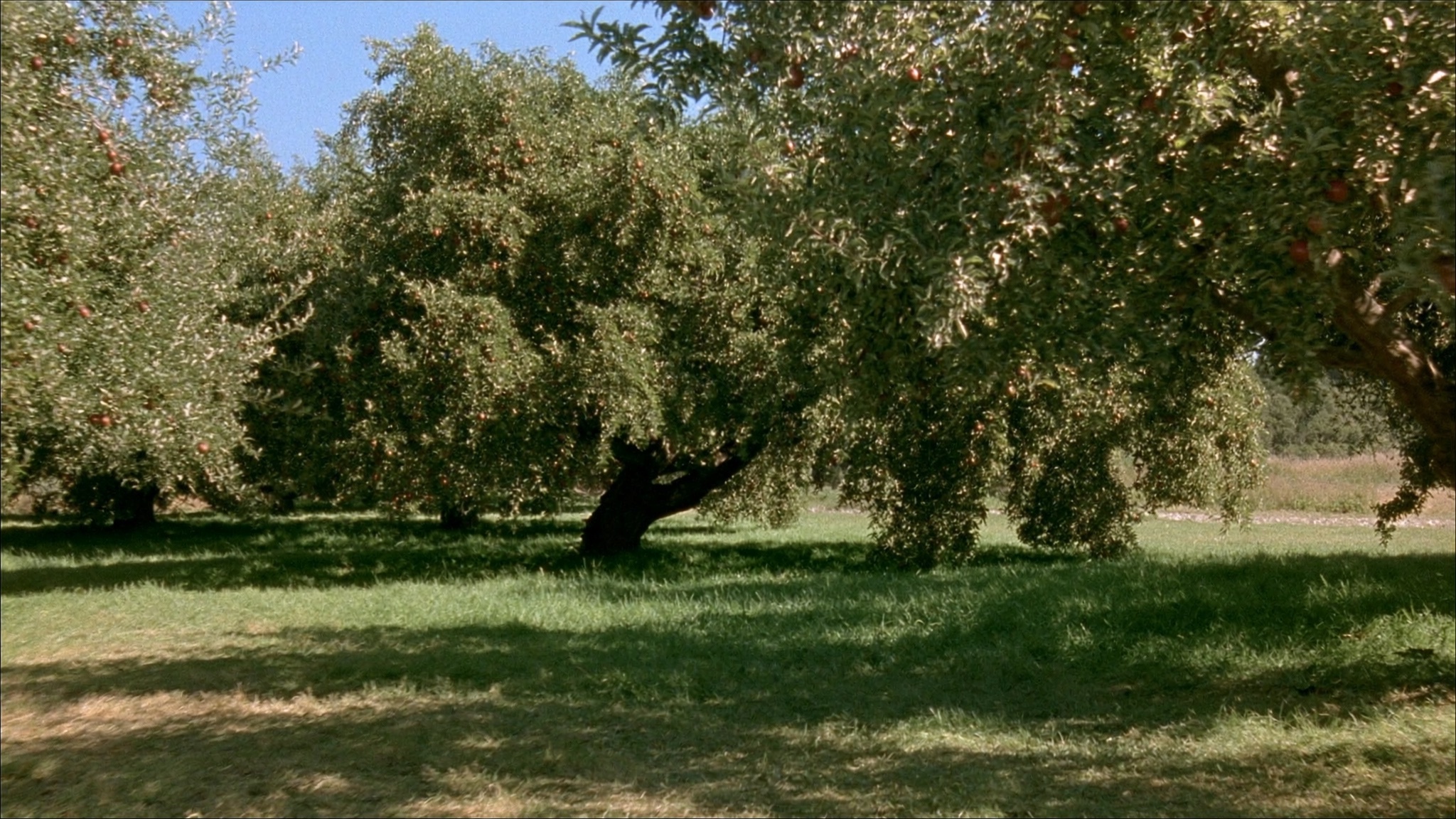 Orchard Dapple