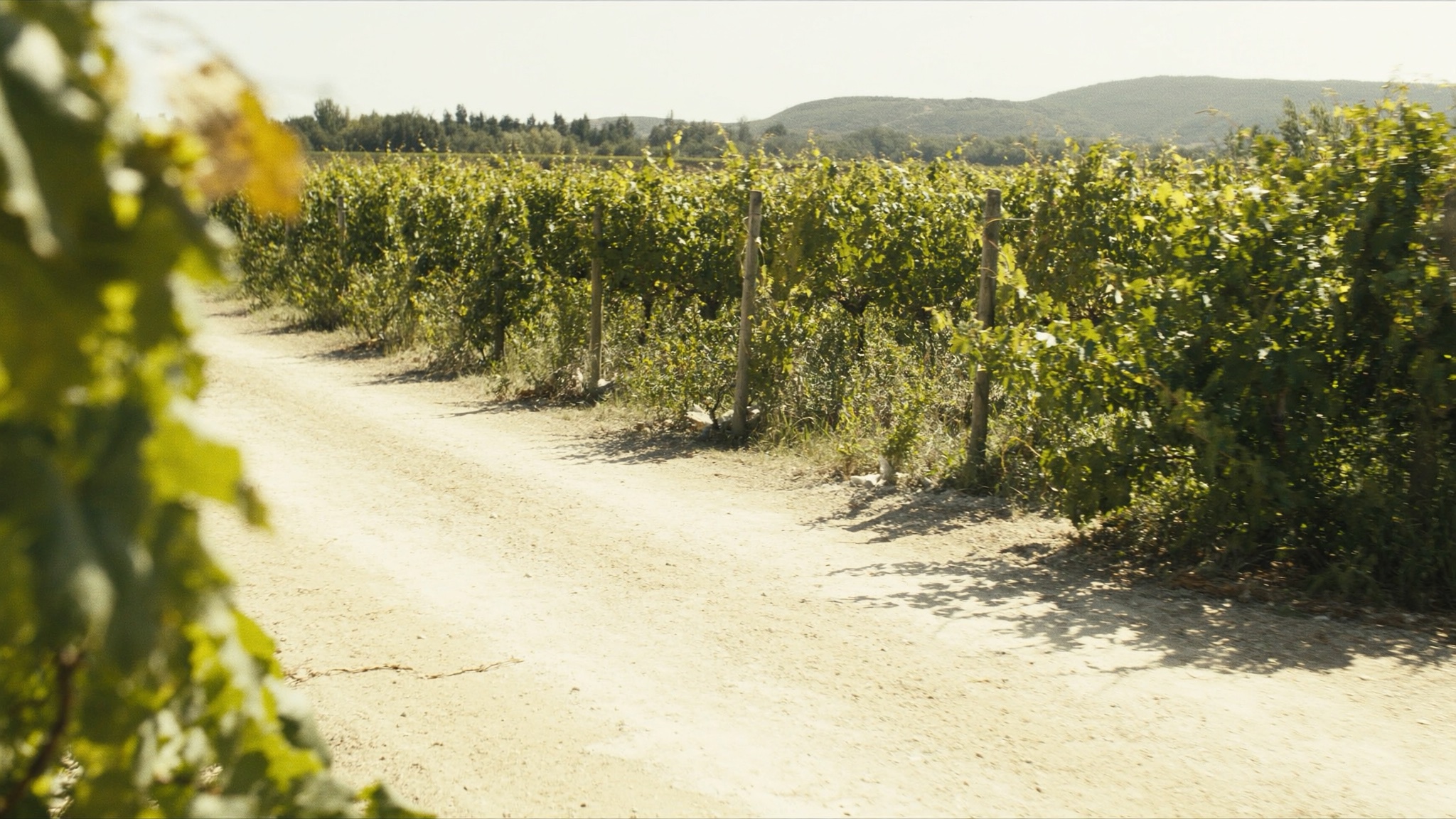 Vineyard Lane